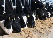 ���������B(t��i)���I(y��)����˾